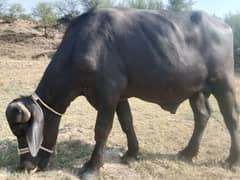 beautiful male buffalo for sale