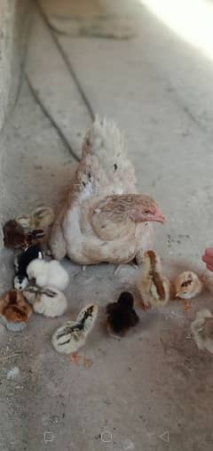 Hen with 12 chicks , desi murghi or 12 chuze , kurak murghi