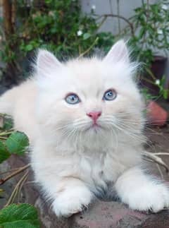 active and healthy cute kitten