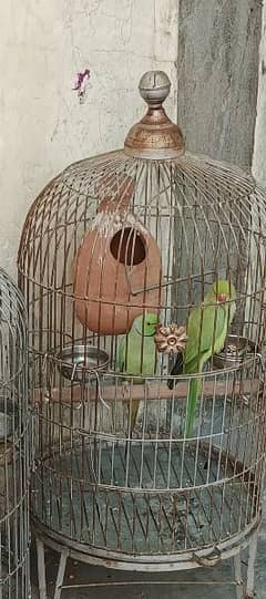 cage matki and female semi fly tamed breeder pair