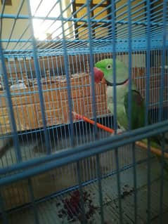 Raw parrot playing bird