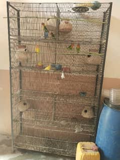 pinjra parrot  3454003360