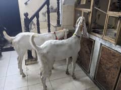 2 Bakra for sale Full white