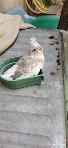 Cocktail Chicks available for Hand Tame