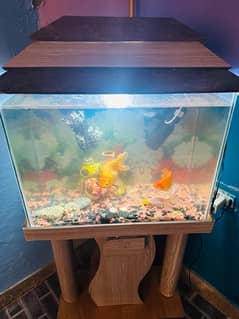 aquarium available for sale