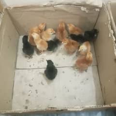 RIR Austrolop & misiri 1 week chicks