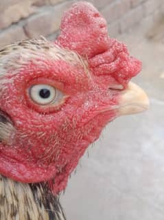 aseel Mianwali murgha mushki murghi with 4 chicks