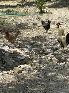 7 x Hens (Egg Laying) & 1 x Rooster