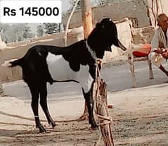 Goats | Gulabi bakra | Desi Bakra | Bakra | Goat for sale | Qurbani