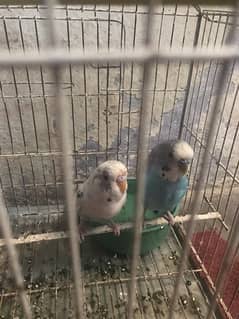 Australian Parrot For Sale Urgent Sale