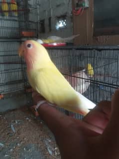 lovebird