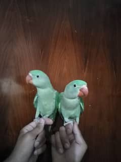Alexendarine Raw Parrots Pair For Sale