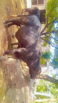 Katta (Bull) For Sale In Lahore (Qubani Eid) Janwar/ Cow