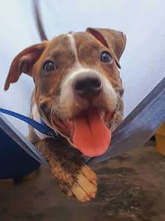 Pitbull puppy