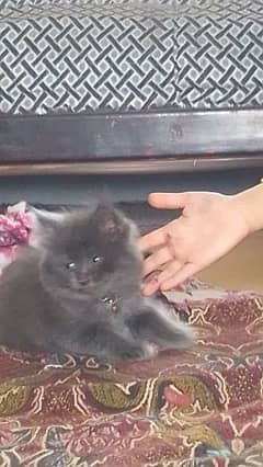 kitten for sell 0346.2638994