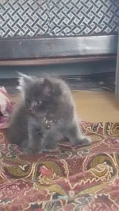 kitten for sell 0346.2638994