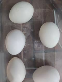 White Silkie Fertile Eggs