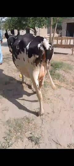 cow doni