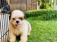 Top Quality Shitzu Pups 50,000 each pup