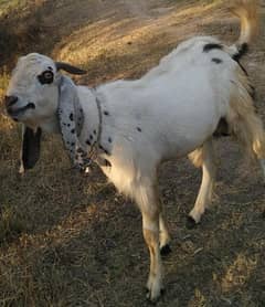 male goats for Eid UL Azha of age more than 1 year