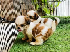 Top Quality Shihtzu Puppies 50k each puppy