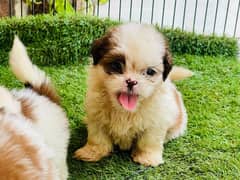 Top Quality Shihtzu female pup 50k