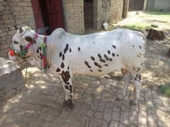 For qurbani age almost 2.5 years