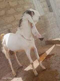 makkahcheni pure bloodline 2 dant breeder