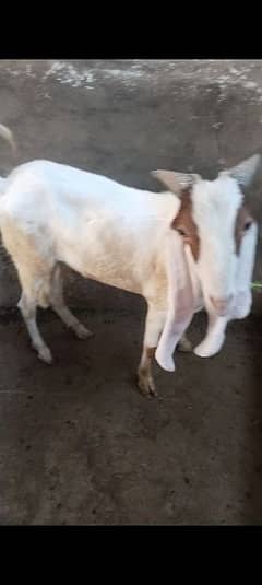 2 Bakra for sell in reason able peice