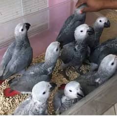 African grey parrot chick for sale 03193220624