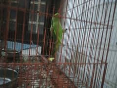 Green Ringneck Parrot