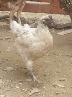 ayam cimani white female active and healthy