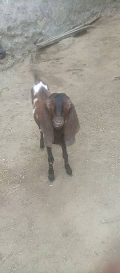 tiny bakra for sell only serious buyers contact me