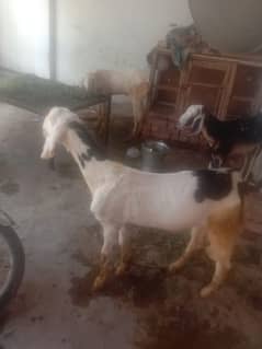 2 male 1 female for sale. . . 03027573597=03071776166