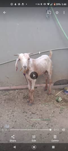 2 teeth home fed qurbai goat for sale