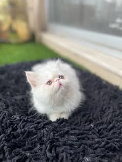 pure Persian peki bloodline female kitten for sale