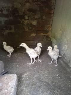 aseel heera chicks