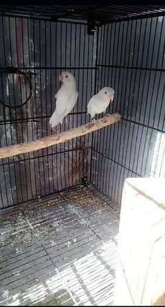 Albino black eyes 100 breeder pair with money back guarantee