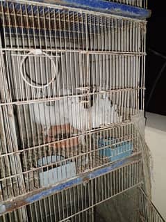 lakka laka breeding pair ad folding cage 8 portion 4 floor  frill back