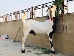 rajanpuri Bakra urgent for sale