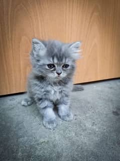 Persian kitten In Multan