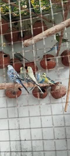 Guarantee Breeding Parrots