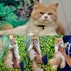 Persian hamalian british punch face piki face cat's and kitten's