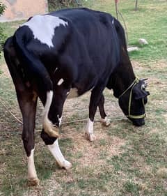 Qurbani Cow For Sale