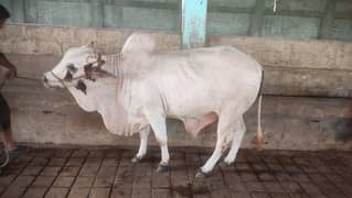 Qurbani k lie  hissa available he 20000