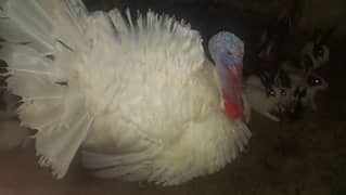 White Male Turkey Bird For Sale