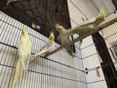 Yong ND Full health nd active  birds