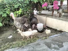 one month old Turkey Chicks
