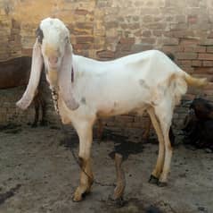 Goat for Qurbani