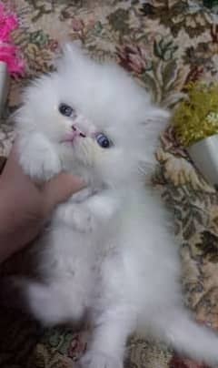 near peke face pair of kitten more than triple coated odd eyes Persian